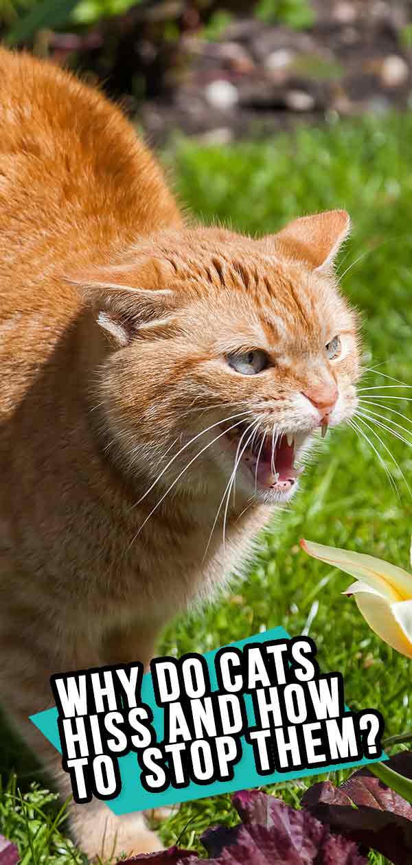 Why Do Cats Hiss: A Complete Guide to Cat Hissing