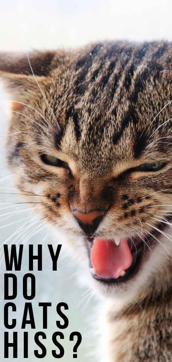 Why Do Cats Hiss? And How To Stop Them.
