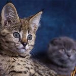 savannah cat