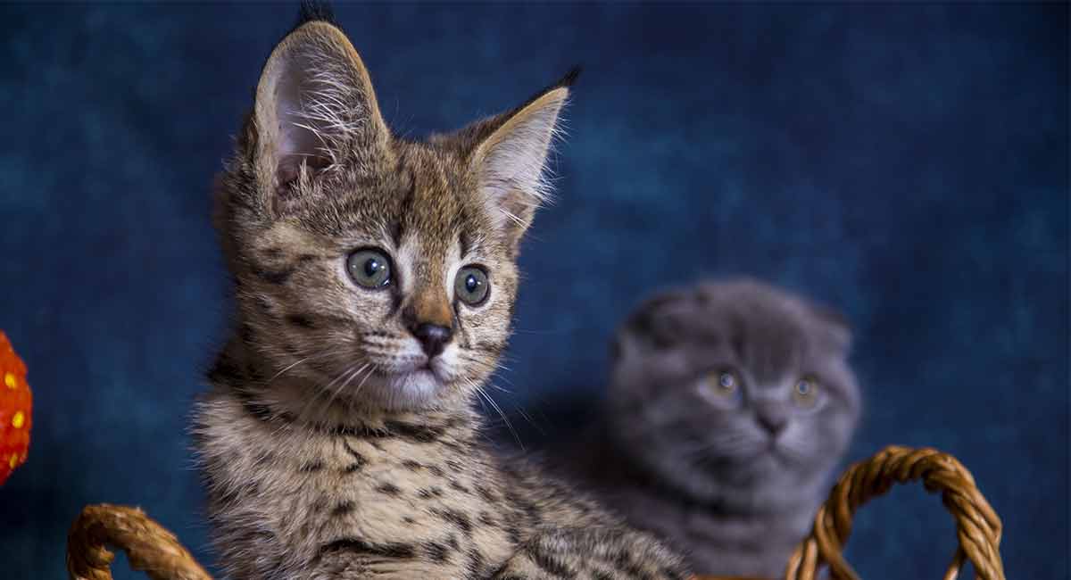 savannah kitten