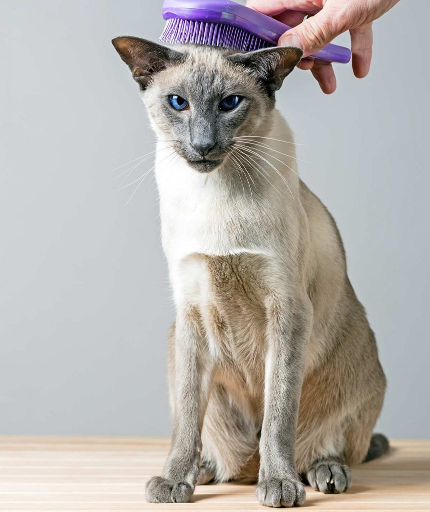 Are Siamese Cats Hypoallergenic And How Much Do They Shed?