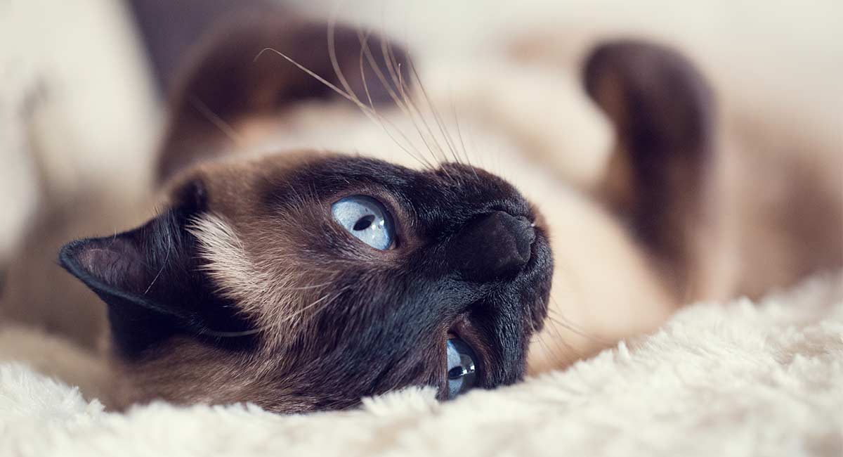 Are Siamese Cats Hypoallergenic And How Much Do They Shed