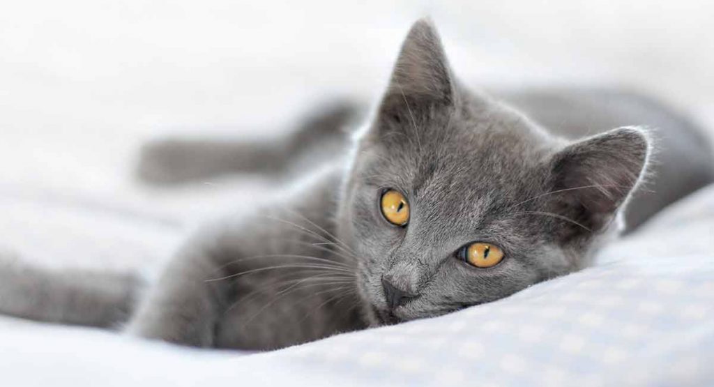 The Best Cat Beds – 16 Of The Coziest Places To Catch Some Kip