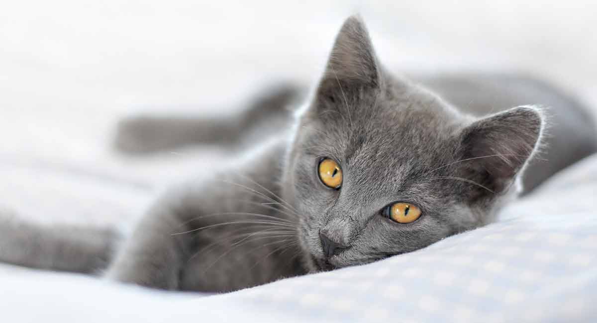 The Best Cat Beds 16 Of The Coziest Places To Catch Some Kip