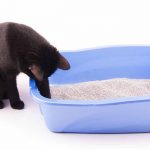 best cat litter mat