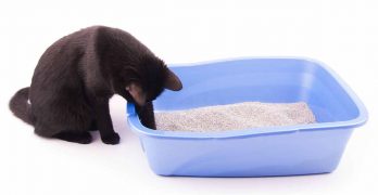 Best Cat Litter Mat – Clever Products To Capture Cat Litter