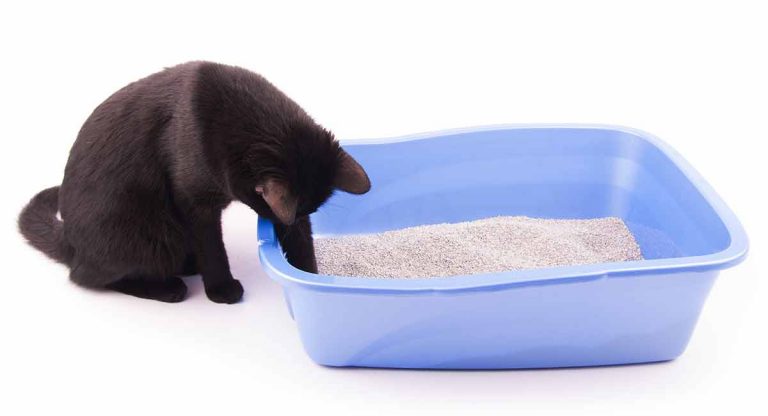 best cat litter mat