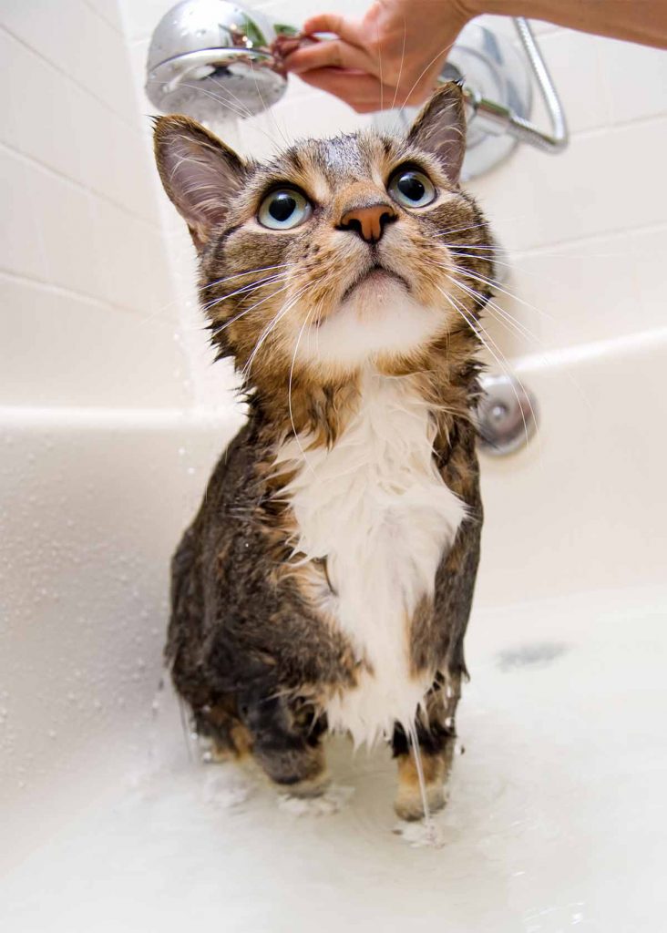 Best Cat Shampoo For When He Really Needs A Wash!