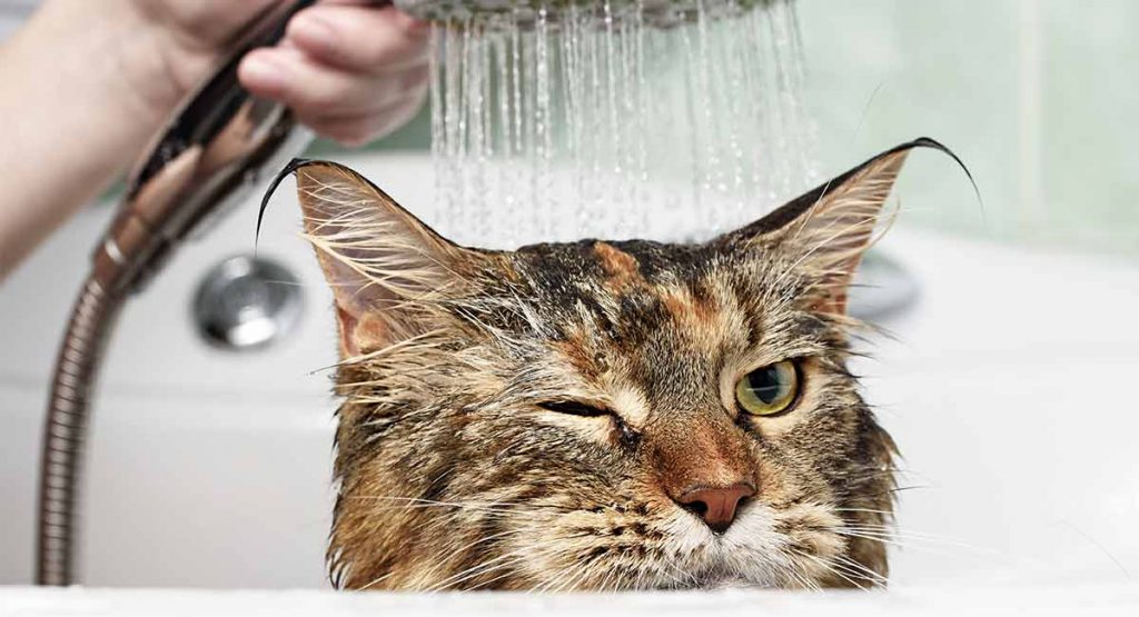 Best Cat Shampoo For When He Really Needs A Wash!