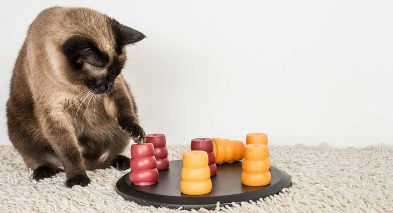 best cat treat toys