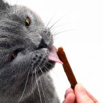 best cat treats