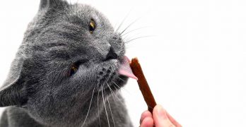 Best Cat Treats – Mouthwatering Nibbles and Healthy Choices