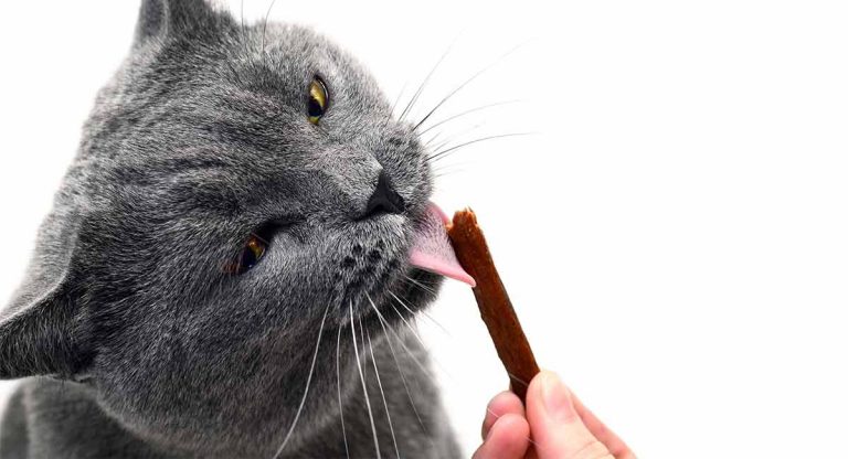 best cat treats