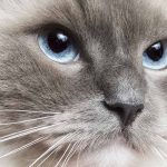 best food for ragdoll cats