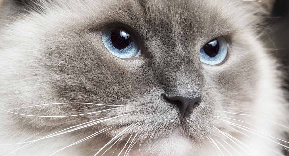 Best Food For Ragdoll Cats - The Brands Breeders Recommend ...