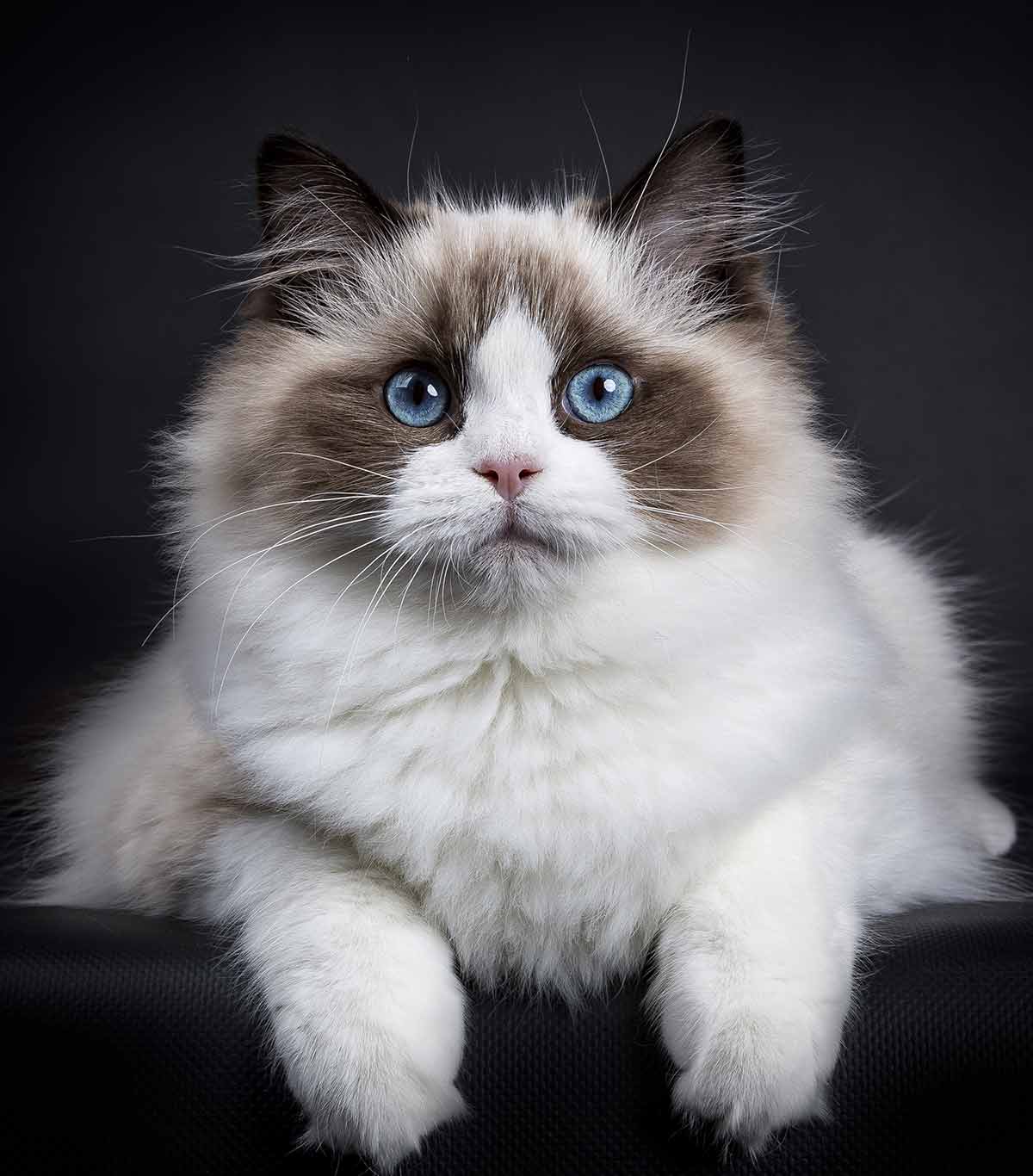 Scary Animals Cat Breeds Rare Cats