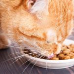 fussy cat food