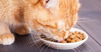 The Best Fussy Cat Food – Nutrition For Picky Eaters
