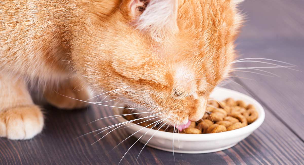 dry cat food for finicky cats