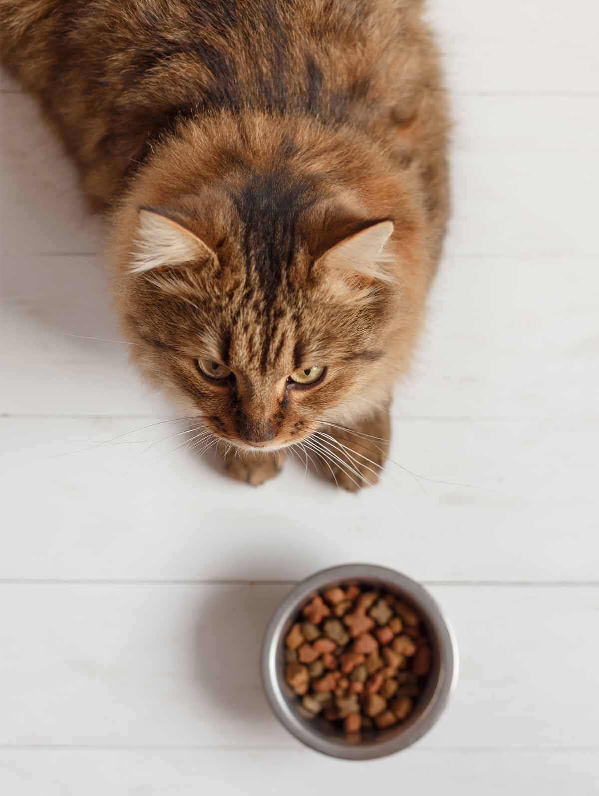 best food for picky cats