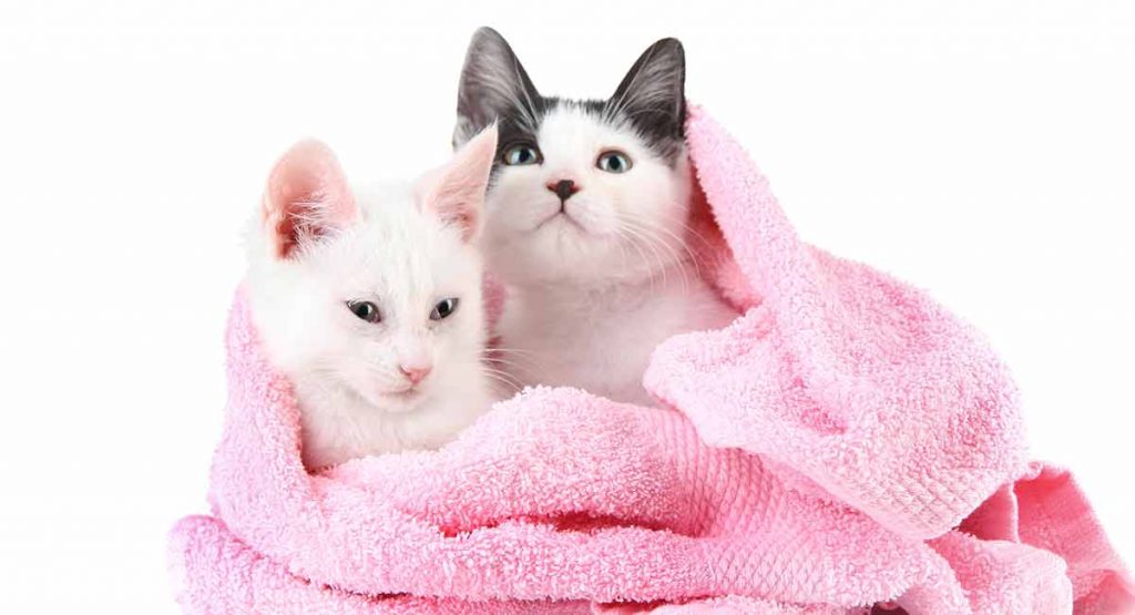 Best Kitten Shampoo For Younger Cats