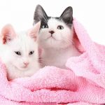 best kitten shampoo