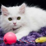 best toys for cats home alone