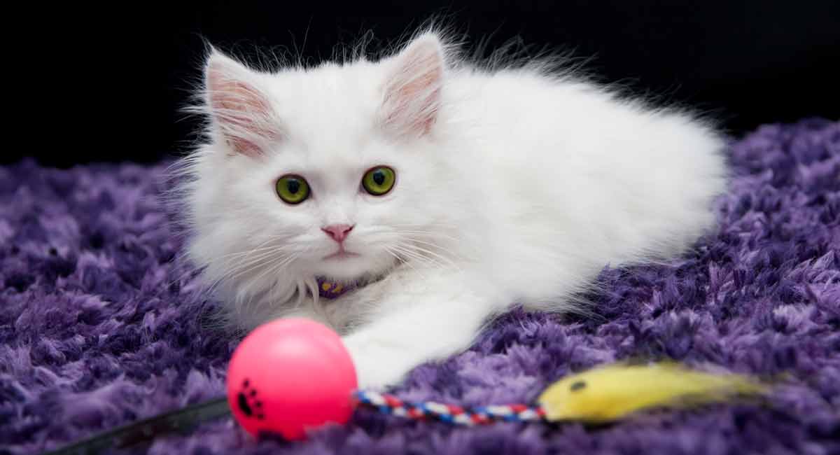 Boredom Busters - The Best Toys For Cats Home Alone!