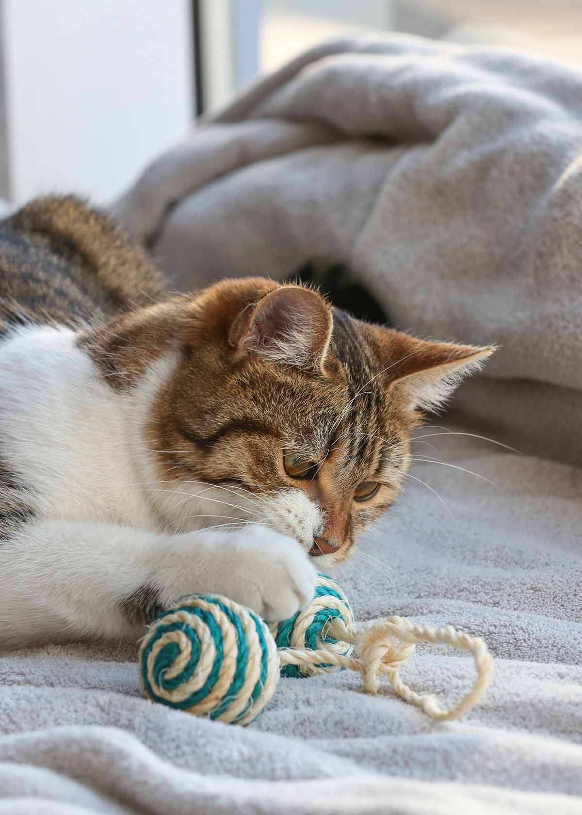 toys cats can play with by themselves