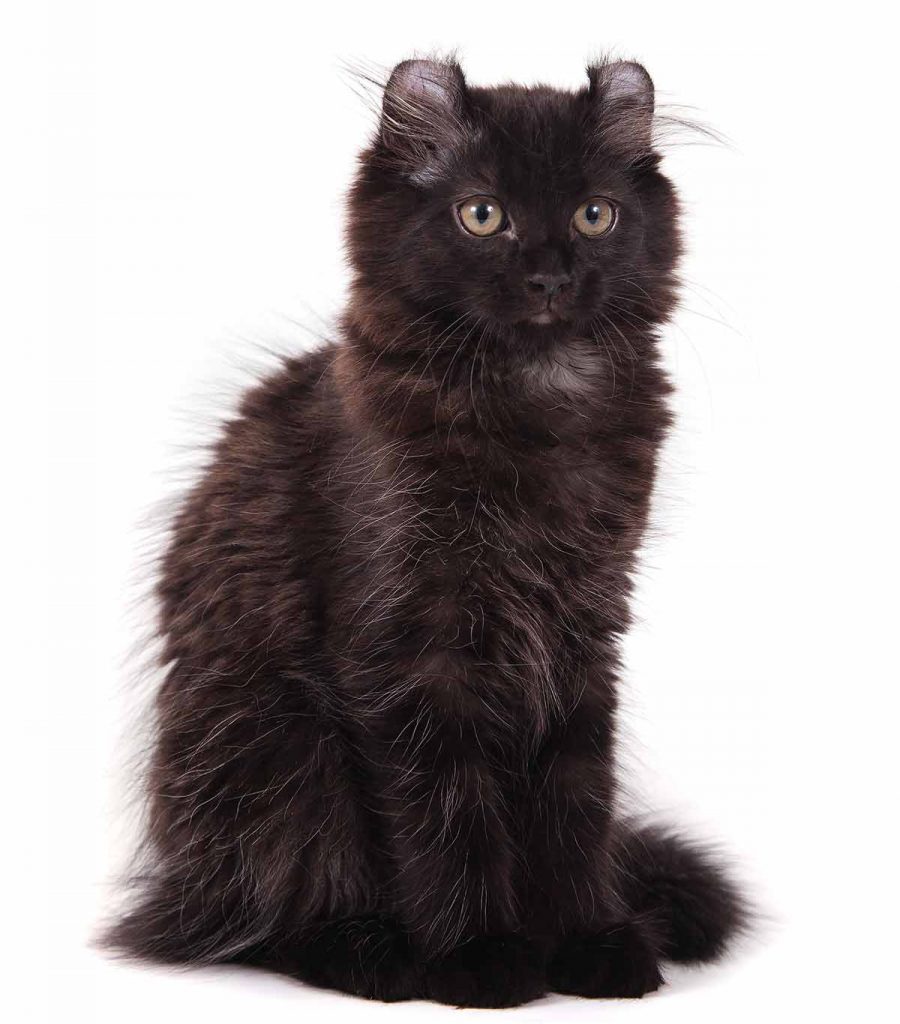 black cat breeds - american curl