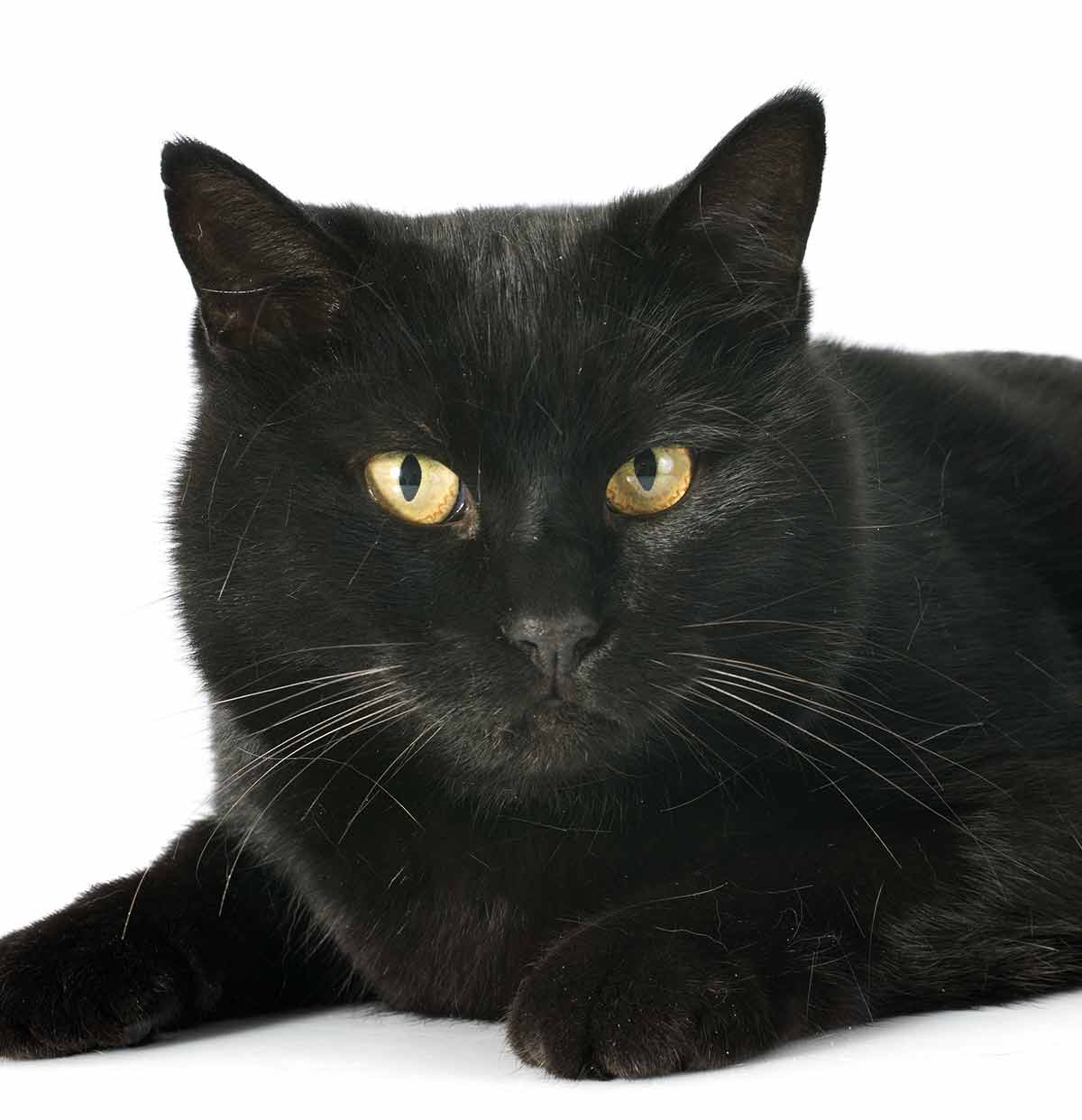black cat breeds - bombay