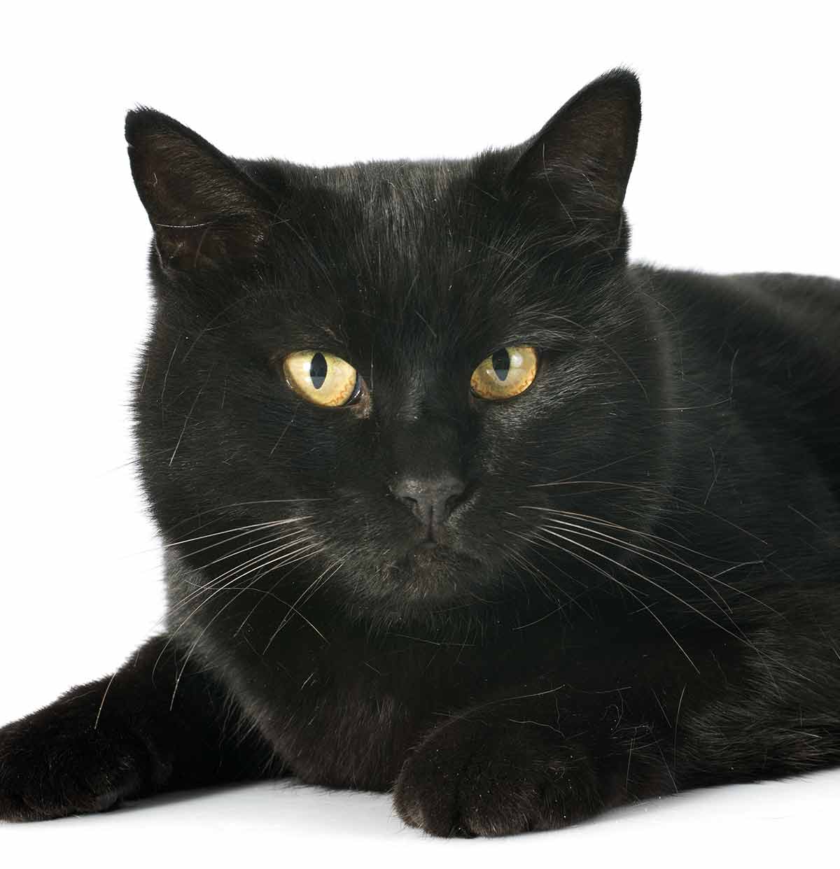 List Of Black Cat Breeds With Pictures 45 OFF