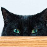 black cat breeds