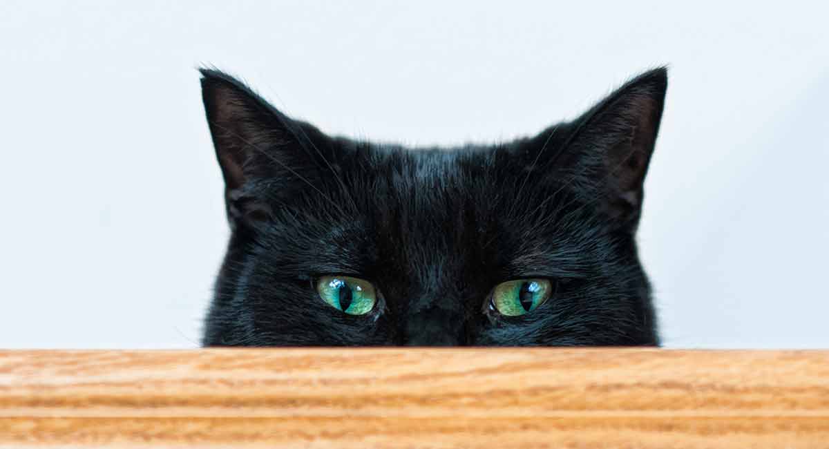black cat breeds