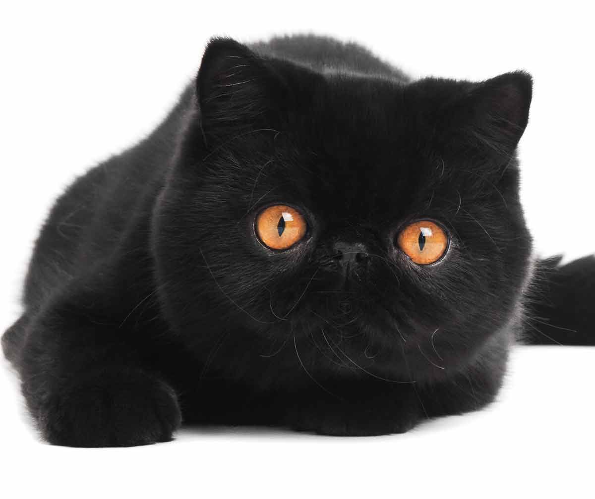 short haired black cat breeds