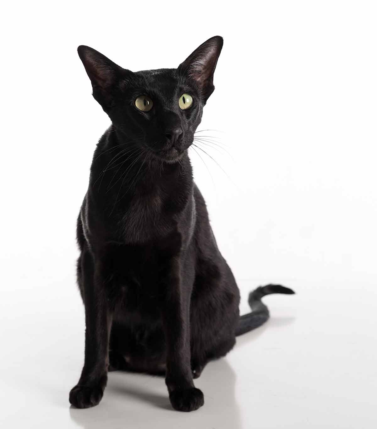 Black Cat Breeds Which Ones Make The Best Pets Black Cat Breeds Which Ones Make The Best Pets