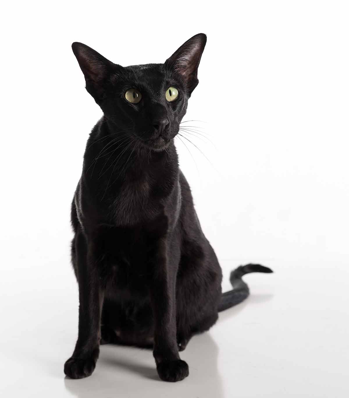  Black  Cat  Breeds  Which Ones Make The Best Pets 