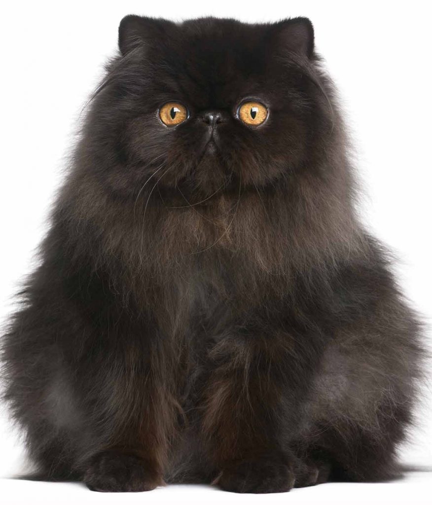 black cat breeds - persian