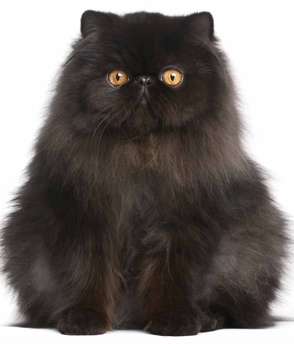 black-persian.jpg#_