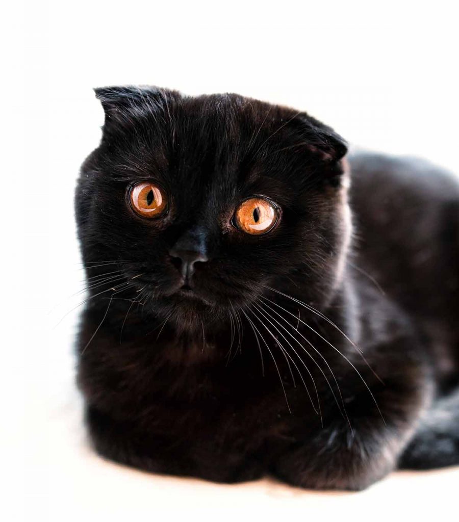 black cat breeds - scottish fold