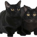 What is a Bombay cat personality like?