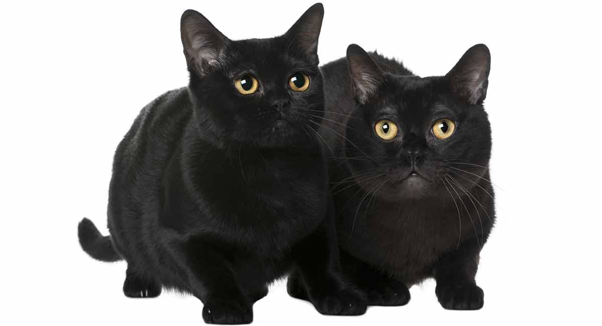 What is a Bombay cat personality like?