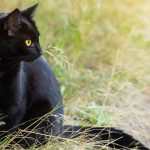 Bombay cat size