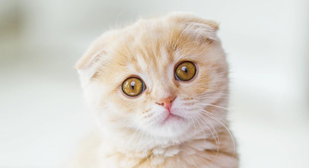 Cat Acne – Serious Chin And Nose Spots