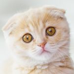 cat acne