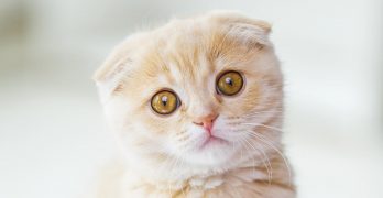 Cat Acne – Serious Chin And Nose Spots