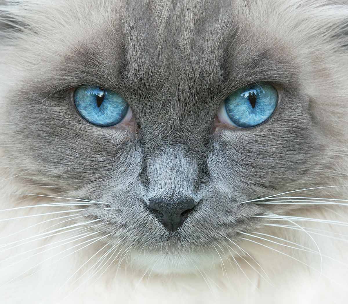 cat eye colors