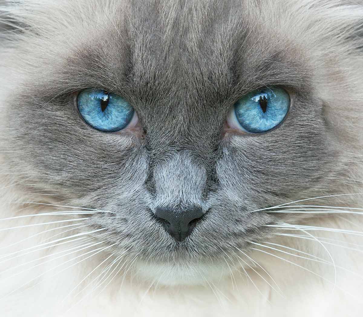 cats with blue eyes and grey fur