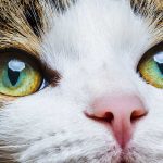 cat eye colors