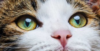 Cat Eye Colors – An Amazing Range Of Shades